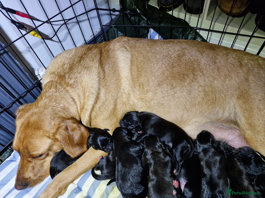 Mixed Breed dogs for sale: Amazing puppies - Image 1