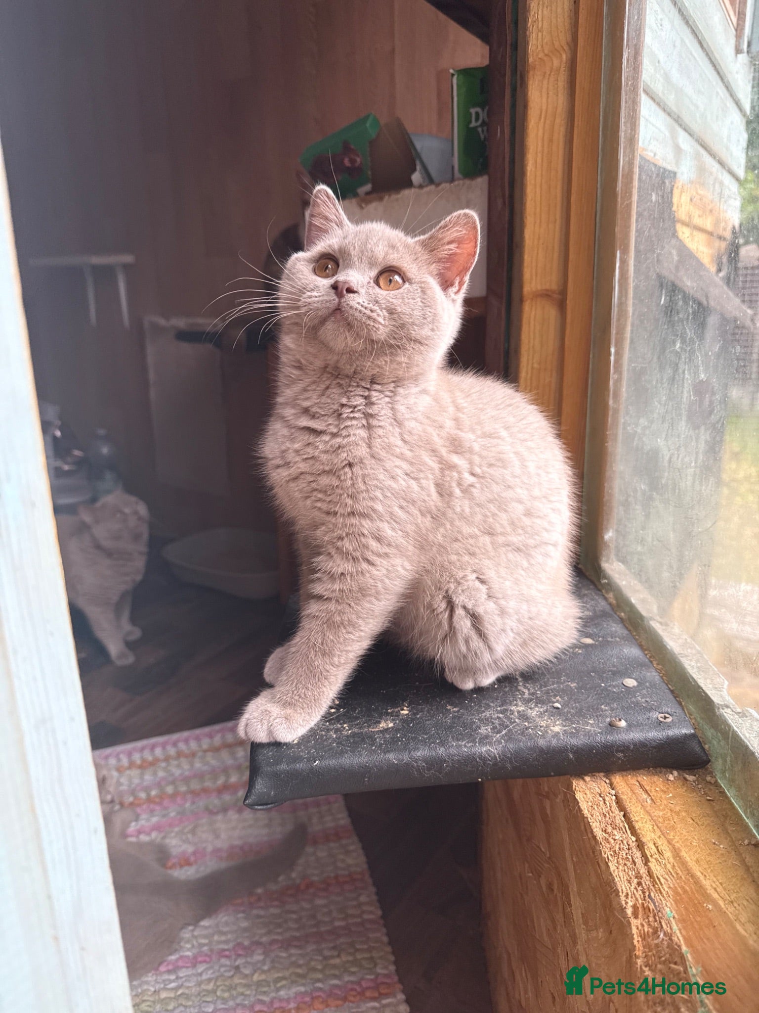 British Shorthair cats Price reduced!!GCcf BSH two boys  - Advert 1