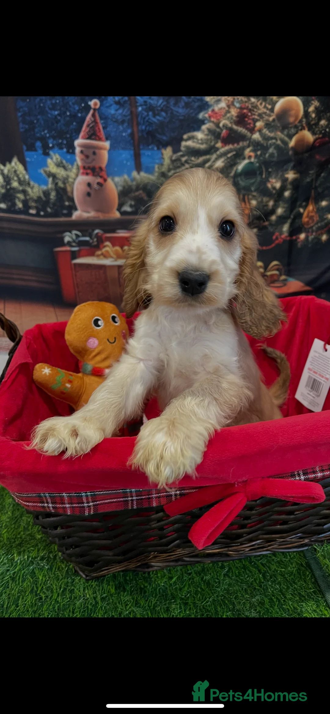 Cocker Spaniel dogs for sale: Quality litter of Show Type Cocker Spainels  - Advert 4