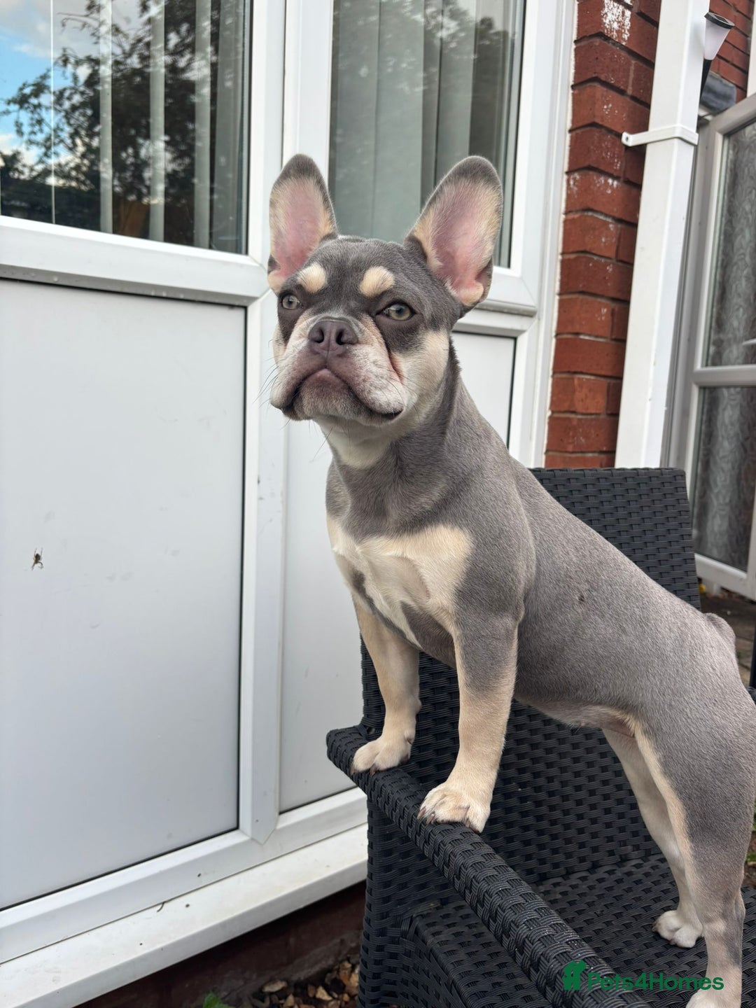 French Bulldog dogs for sale: Zarla French bulldog  - Image 3