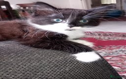 Mixed Breed cats for sale: Fluffy lovely kitten looking for home - Image 1