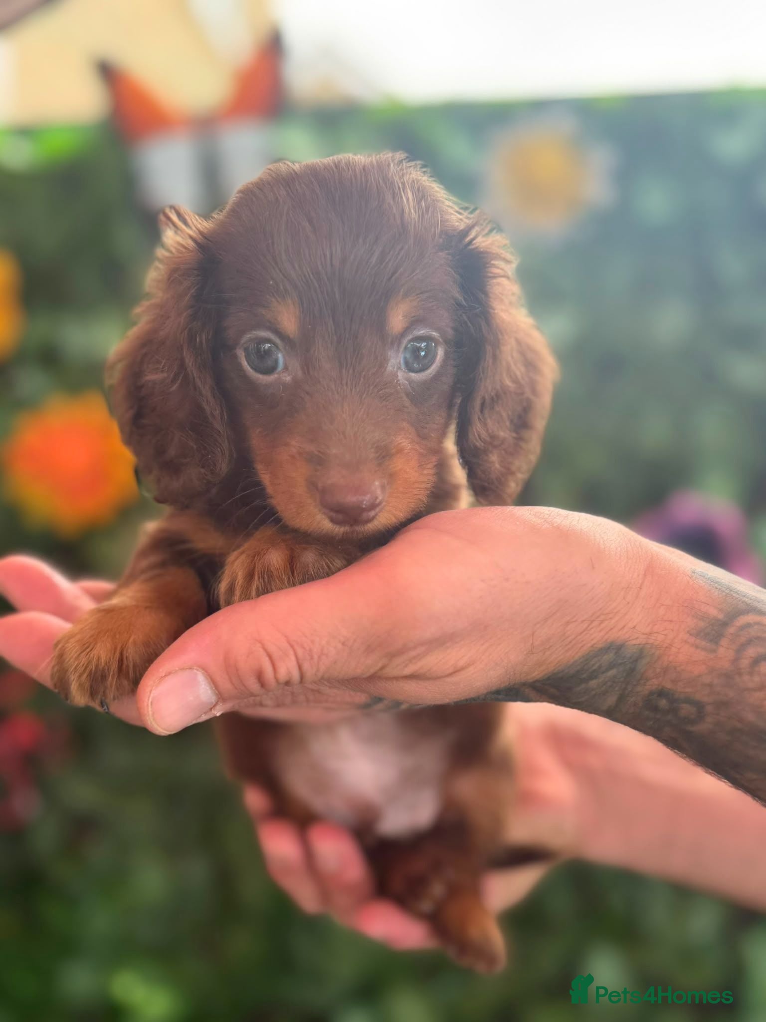 Dachshund dogs READY TO LEAVE! 🥰Long hair gorgeous puppies😍🥰 - Advert 1