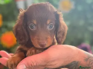 Dachshund dogs READY TO LEAVE! 🥰Long hair gorgeous puppies😍🥰 - Advert 5