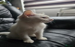 Khao Manee cats for sale: Fully white Khao Manee & Turkish Angora  - Image 5