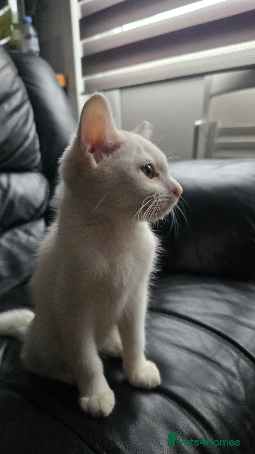 Khao Manee cats for sale: Fully white Khao Manee & Turkish Angora  - Image 5