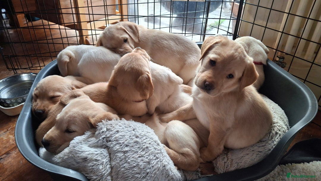 Labrador Retriever dogs for sale: Labrador puppies ready to leave. - Advert 4