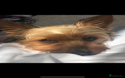 Chorkie dogs for sale: Chorkie pups - Image 7
