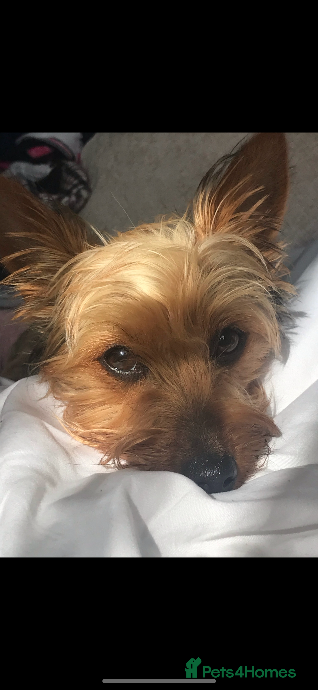Chorkie dogs for sale: Chorkie pups - Image 7