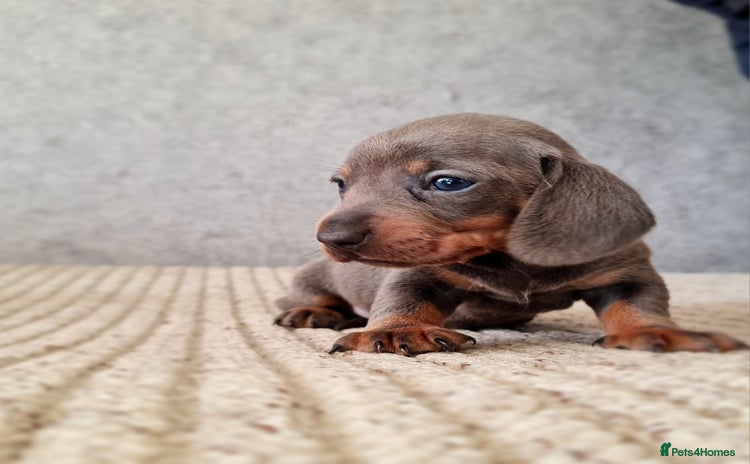 Miniature Dachshund dogs - Advert 9