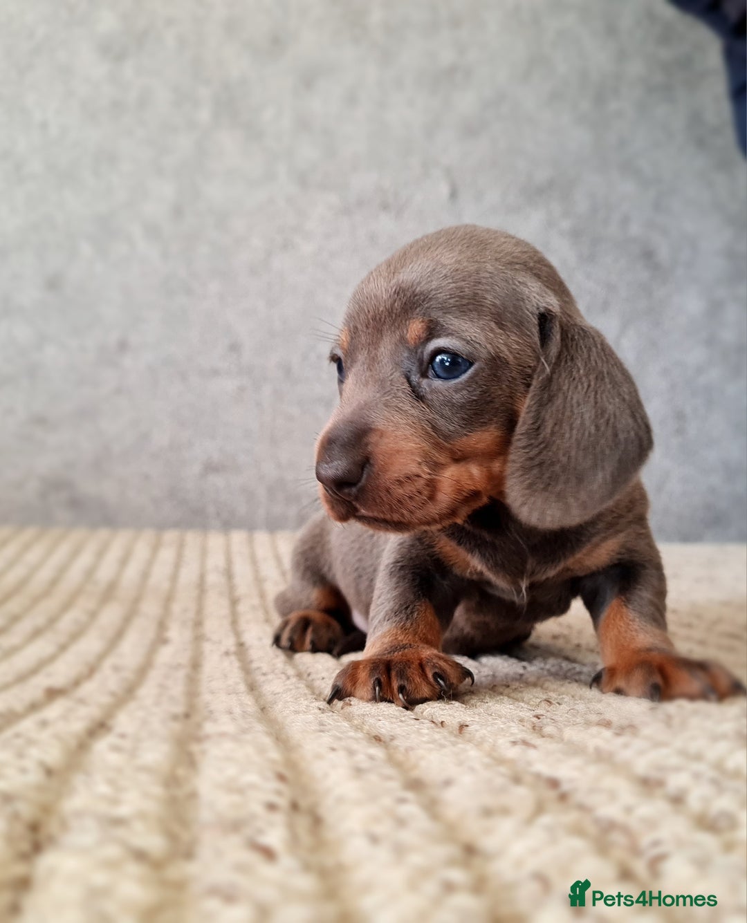 Miniature Dachshund dogs for sale: 💜Stunning miniature daschunds babys💜 - Image 1