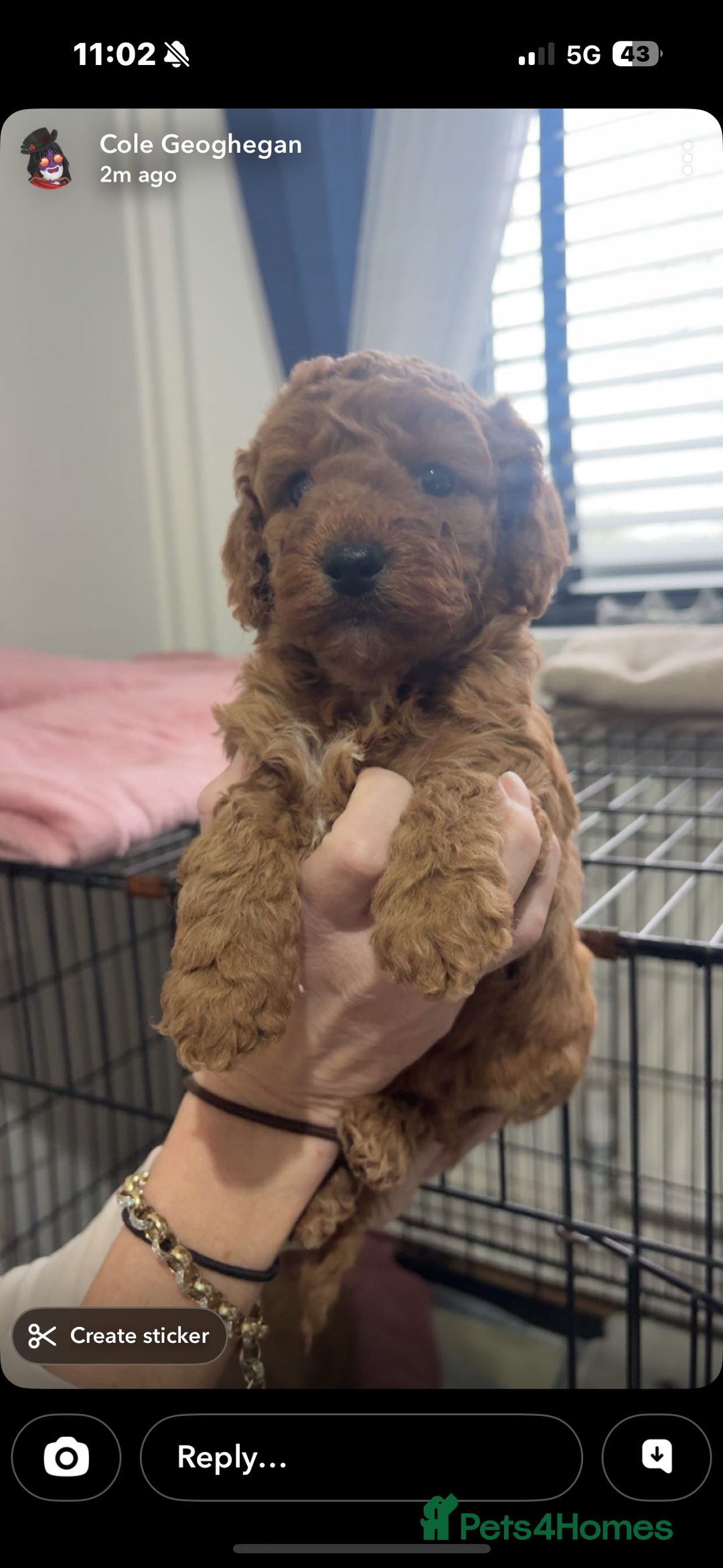 Cockapoo dogs for sale: Beautiful f1b cockapoo  - Advert 13