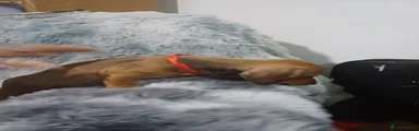 Dachshund 6