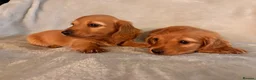 Miniature Dachshund dogs for sale: Long hair miniature dachshunds - Advert 3
