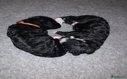 Labradoodle dogs for sale: F1b Miniature Labradoodle Puppies  - Advert 7