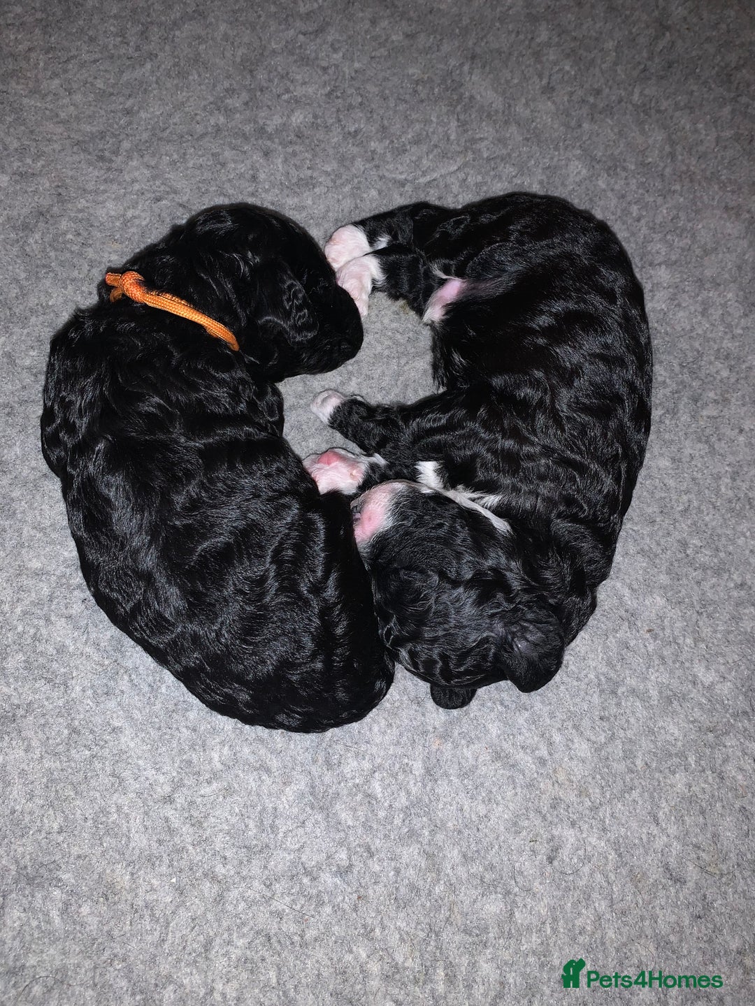 Labradoodle dogs for sale: F1b Miniature Labradoodle Puppies  - Advert 7
