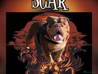 English Bulldog dogs Dog for stud in Dagenham - Advert 24