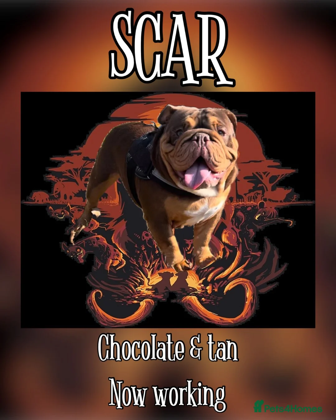 English Bulldog dogs for stud: Dog for stud in Dagenham - Advert 1