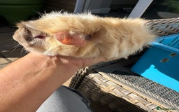 Guinea Pig rodents for sale: 3 Handsome male baby guinea pigs. - Image 17