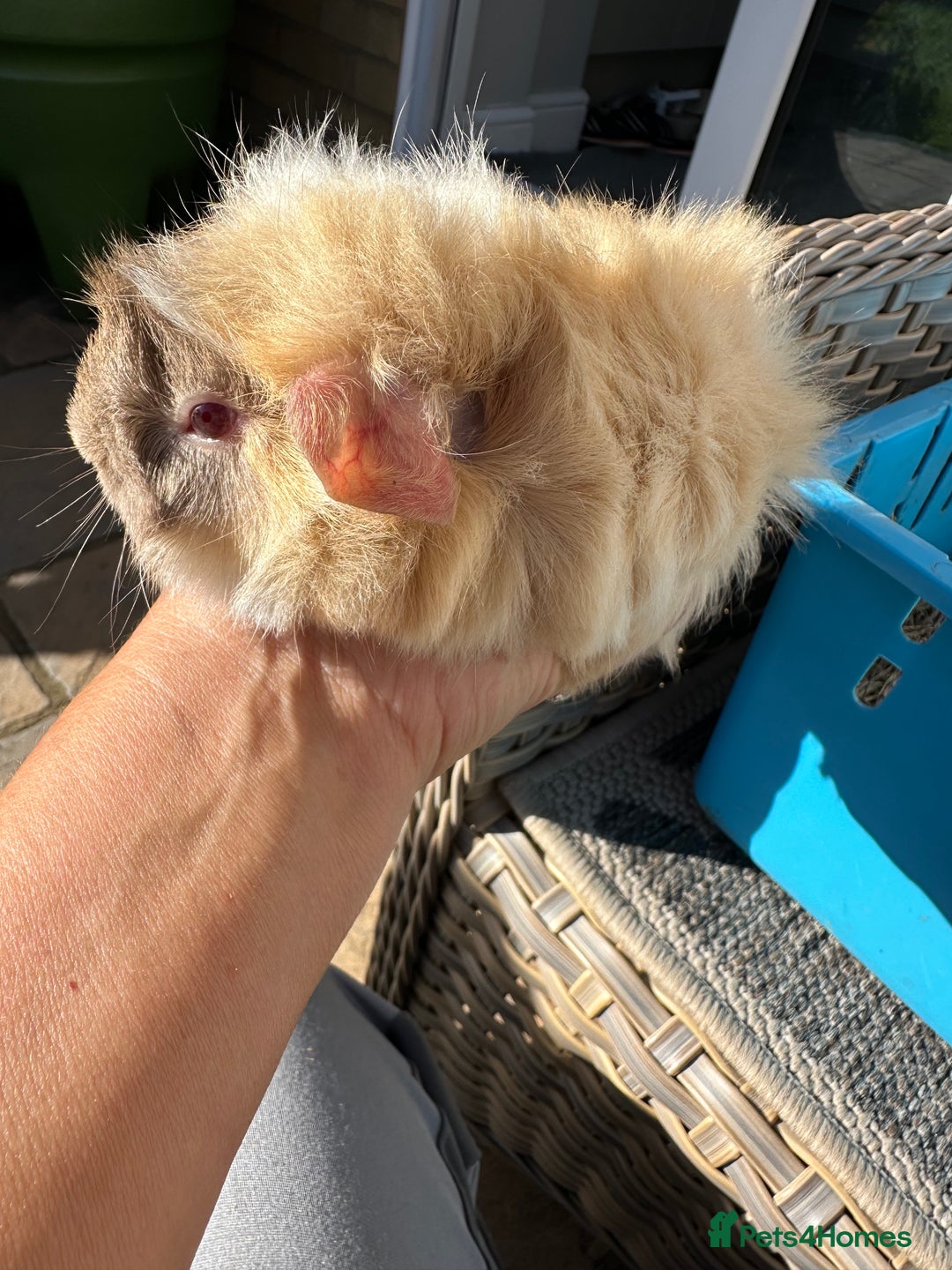 Guinea Pig rodents for sale: 3 Handsome male baby guinea pigs. - Image 17