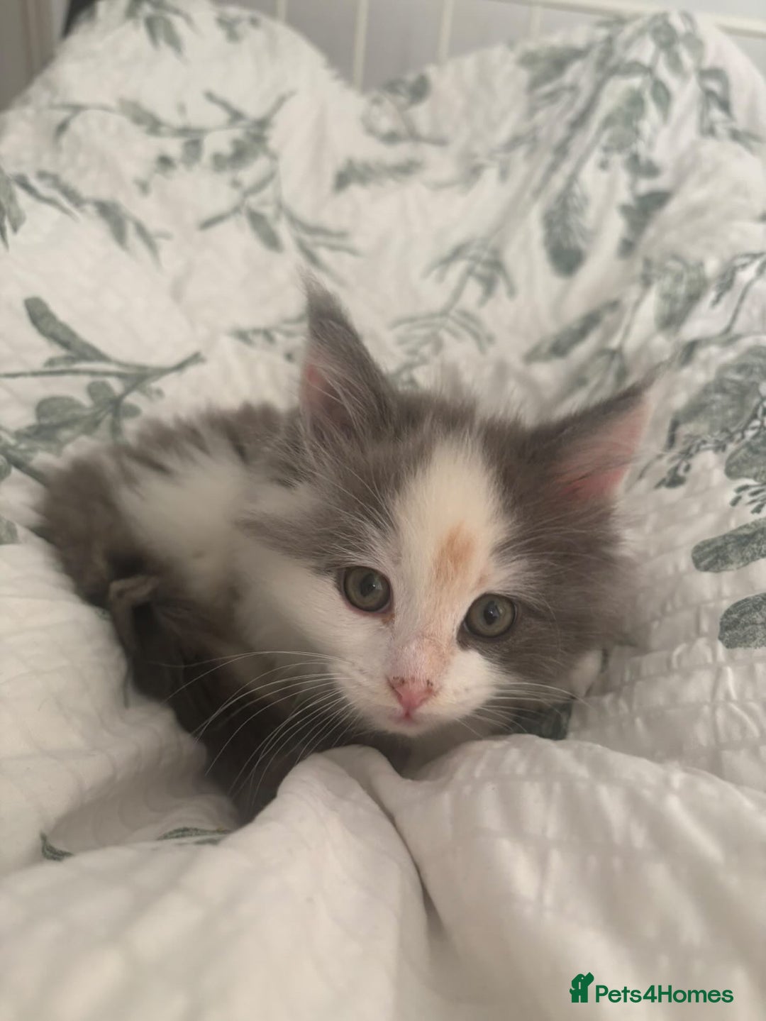 Ragdoll cats for sale: 4 maincoon x ragdoll kittens - Advert 13