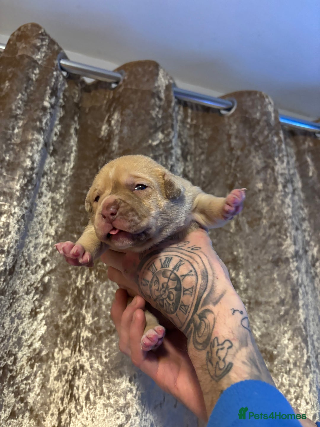 Staffordshire Bull Terrier dogs for sale: Staffy x puppy’s for sale  - Advert 11