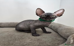 Sphynx cats for sale: TICA registered Canadian sphynx  - Image 19