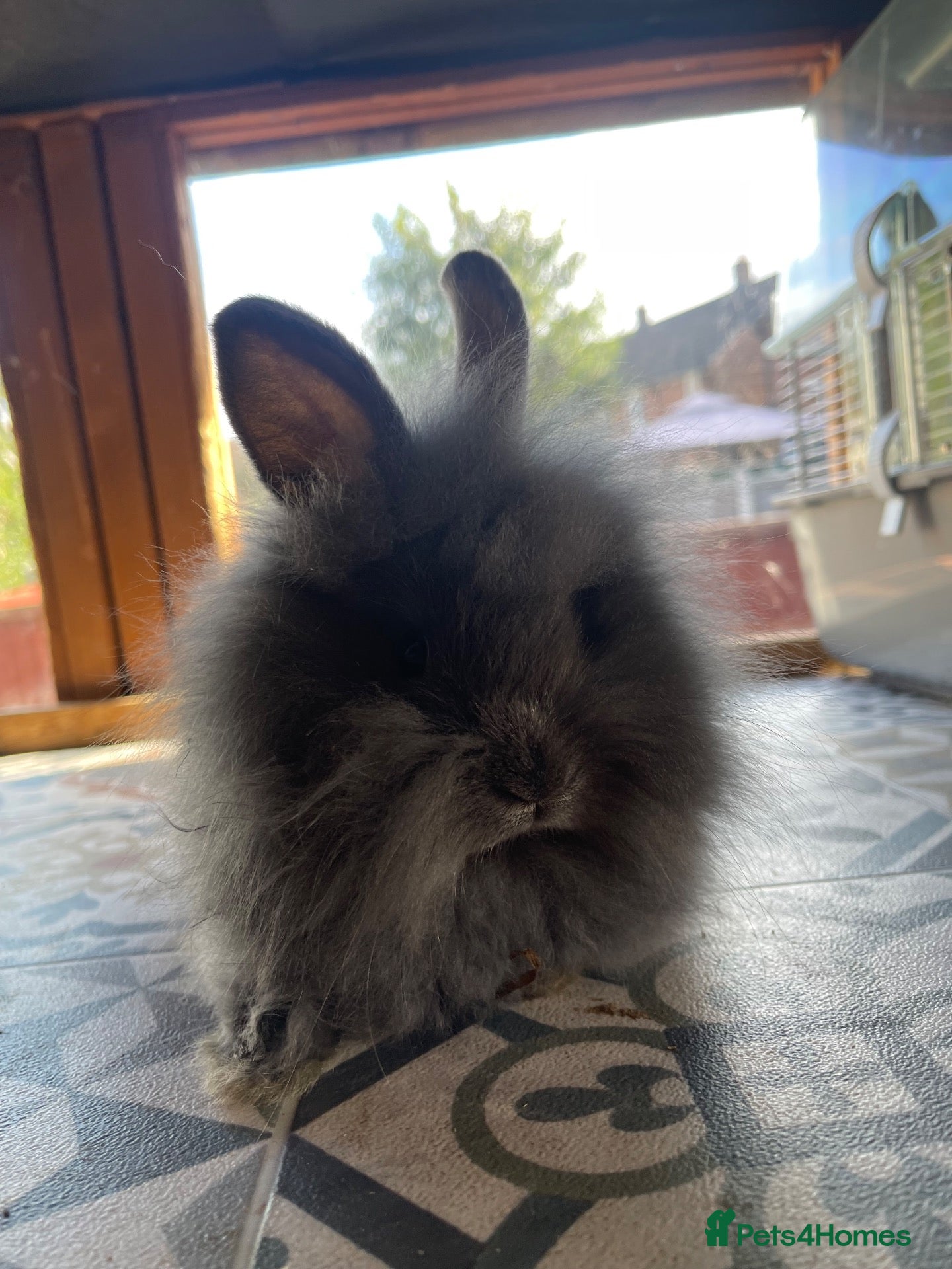 Angora rabbits ⭐️Baby Angora x Lionheads Looking for new homes ⭐️ - Advert 2