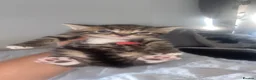 Bengal cats for sale: 3 beautiful bengal/mixed boys ready to reserve  in Birmingham - Advert 30