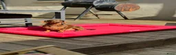 Miniature Dachshund dogs for sale: Miniature dachshund  - Advert 4