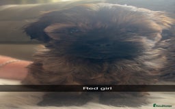 Shihpoo dogs for sale: For sale 5 stunning shihpoo puppies - Image 2