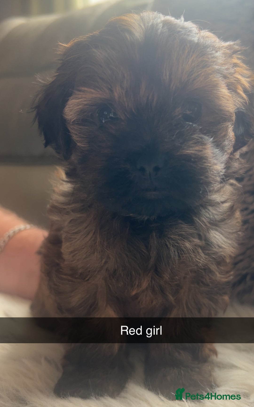 Shihpoo dogs for sale: For sale 5 stunning shihpoo puppies - Image 2
