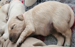Golden Retriever dogs for sale: Golden Retriever Puppies - you will Fall in love  - Image 10