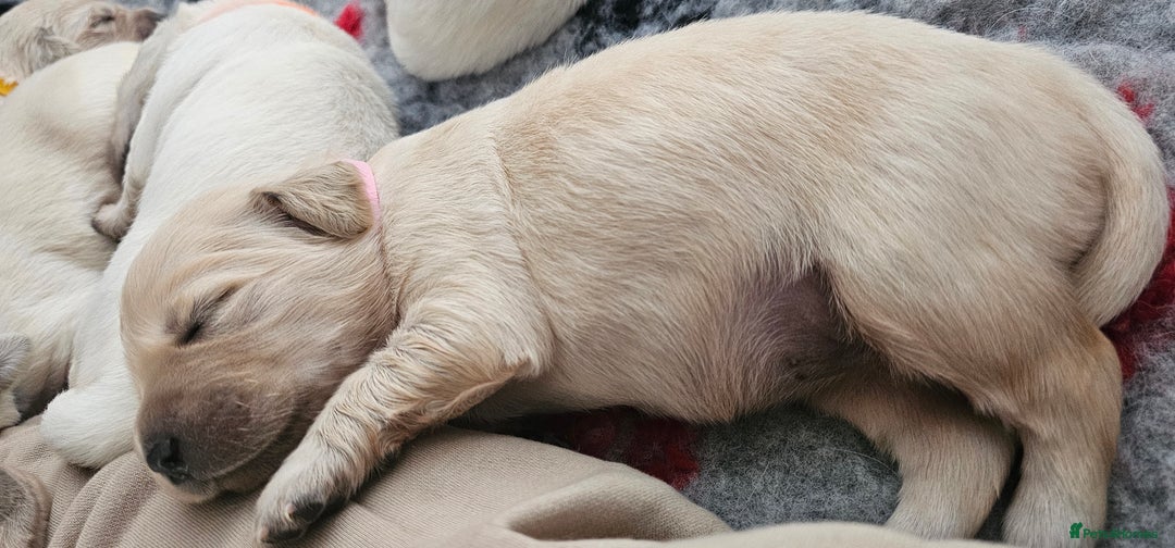 Golden Retriever dogs for sale: Golden Retriever Puppies - you will Fall in love  - Image 10