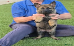 German Shepherd dogs for sale: Super Working Line German Shepherd Puppies - Image 3