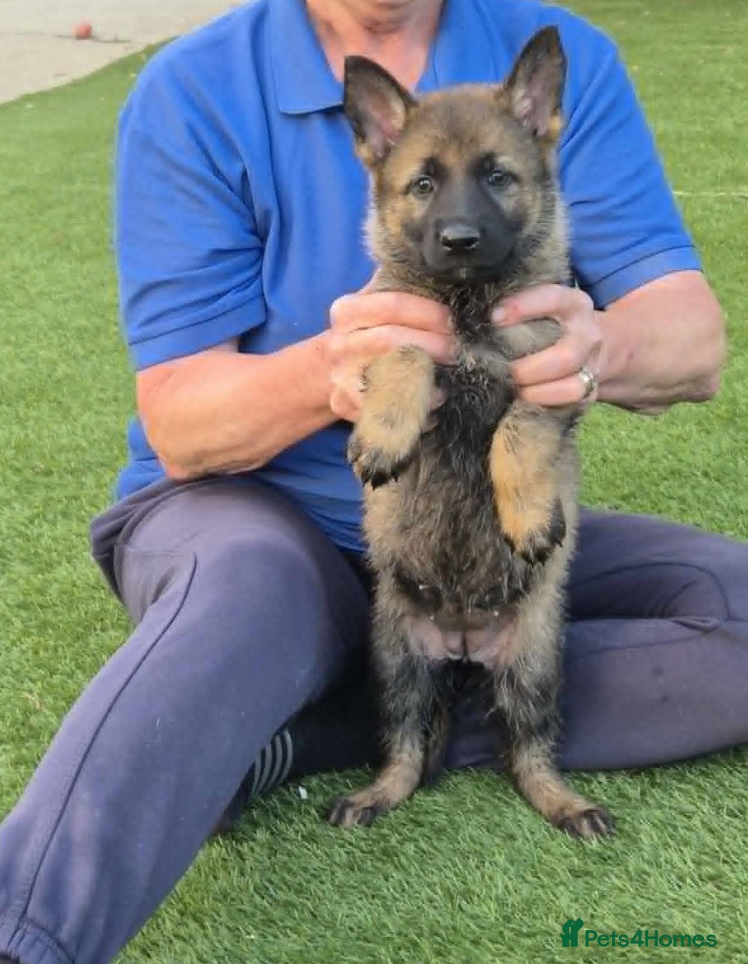 German Shepherd dogs for sale: Super Working Line German Shepherd Puppies - Image 3