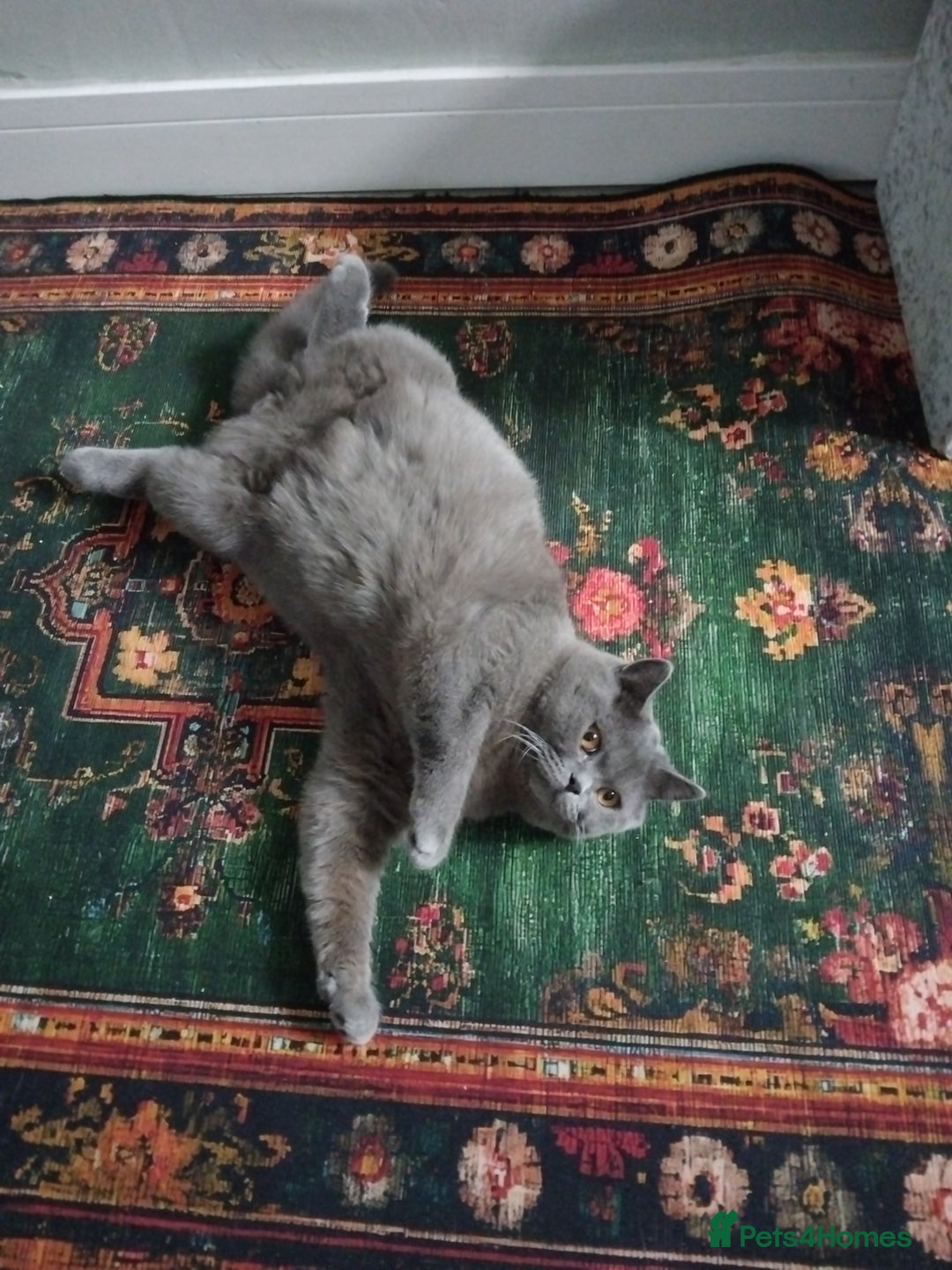 British Shorthair cats for stud: British Shorthair Stud  - Advert 8