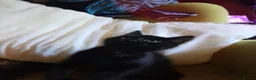 Mixed Breed cats for sale: 1 Ghost Tabby, 1 Tortoiseshell and 1 Black kittens in Cranbrook - Advert 8