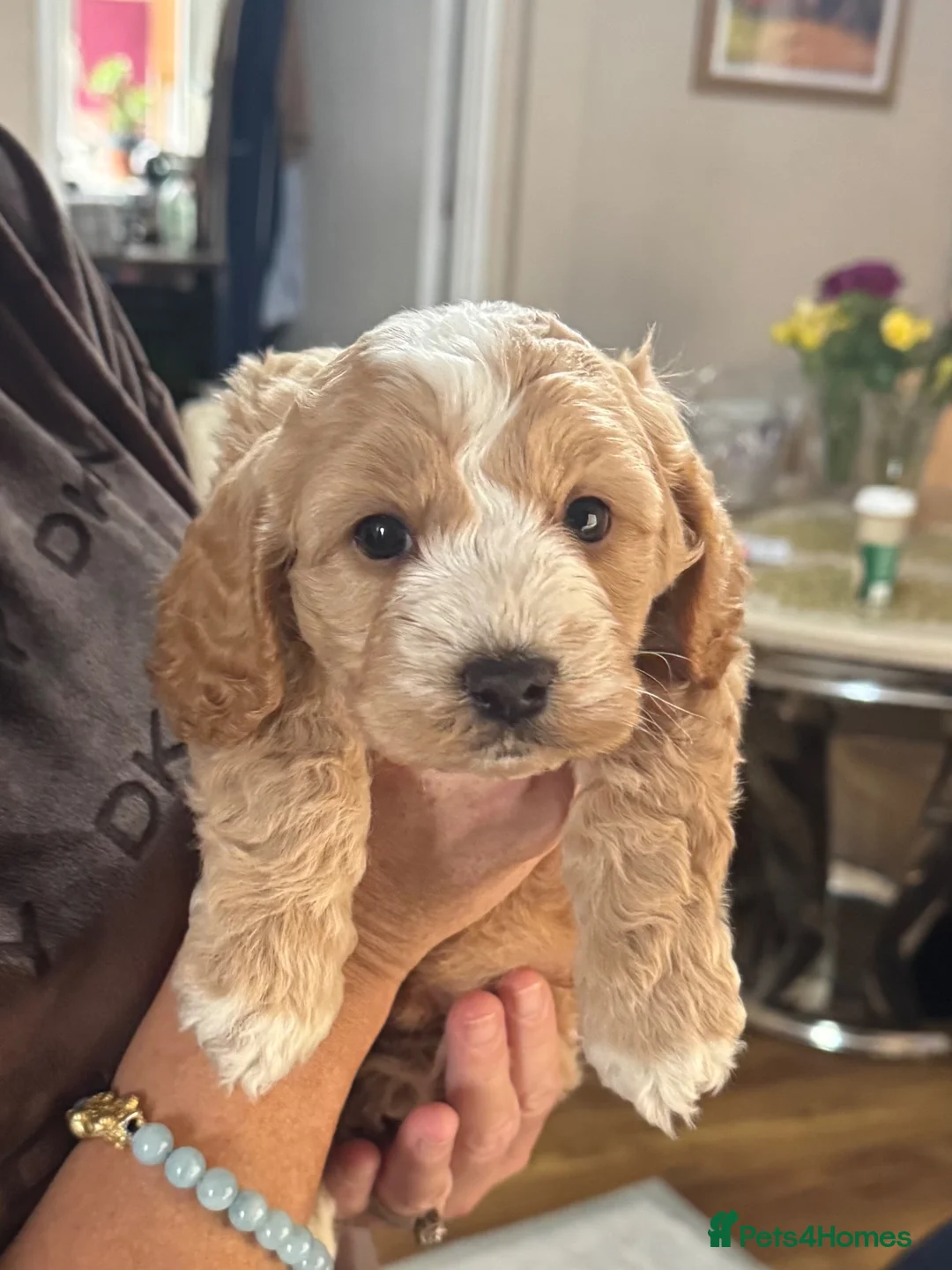 Cockapoo dogs for stud: Handsome F1 miniature cockapoo for stud - Advert 2
