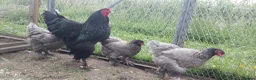 Chickens poultry for sale: chicks and chickens pure breeds - hatching eggs - Advert 14