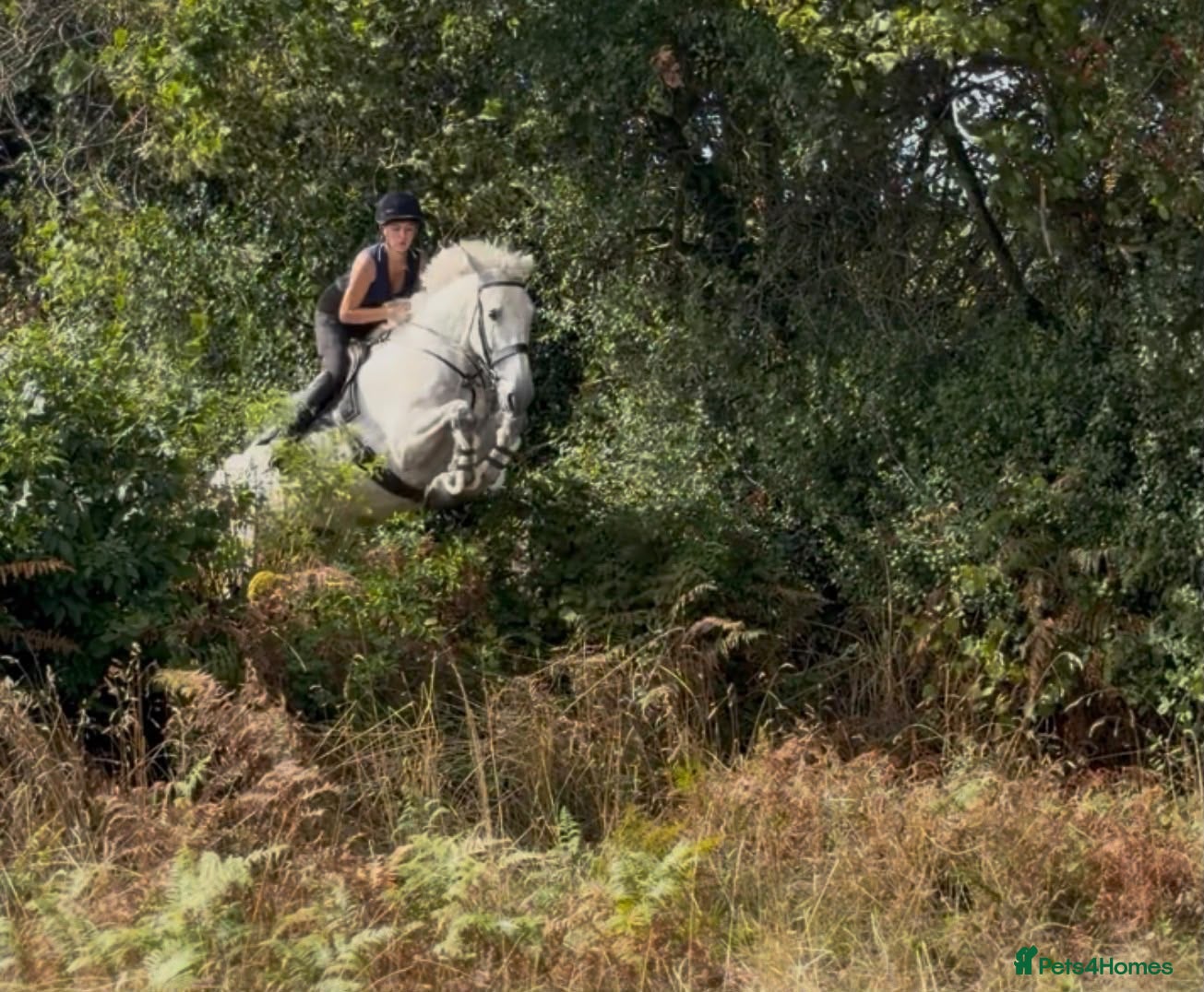 Irish Draught horses The ‘Hero’ We All Need  - Advert 5