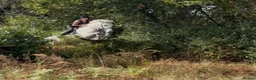 Irish Draught horses for sale: The ‘Hero’ We All Need  - Advert 1