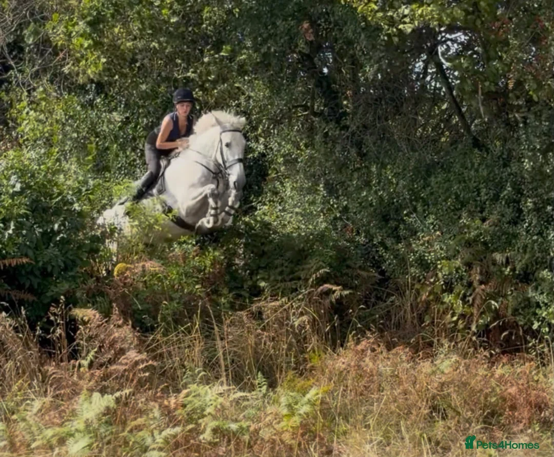 Irish Draught horses for sale: The ‘Hero’ We All Need  - Advert 1
