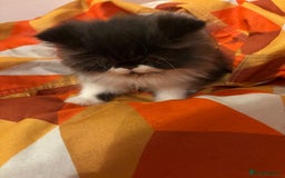Persian cats for sale: Persian Male kitten  - Image 5