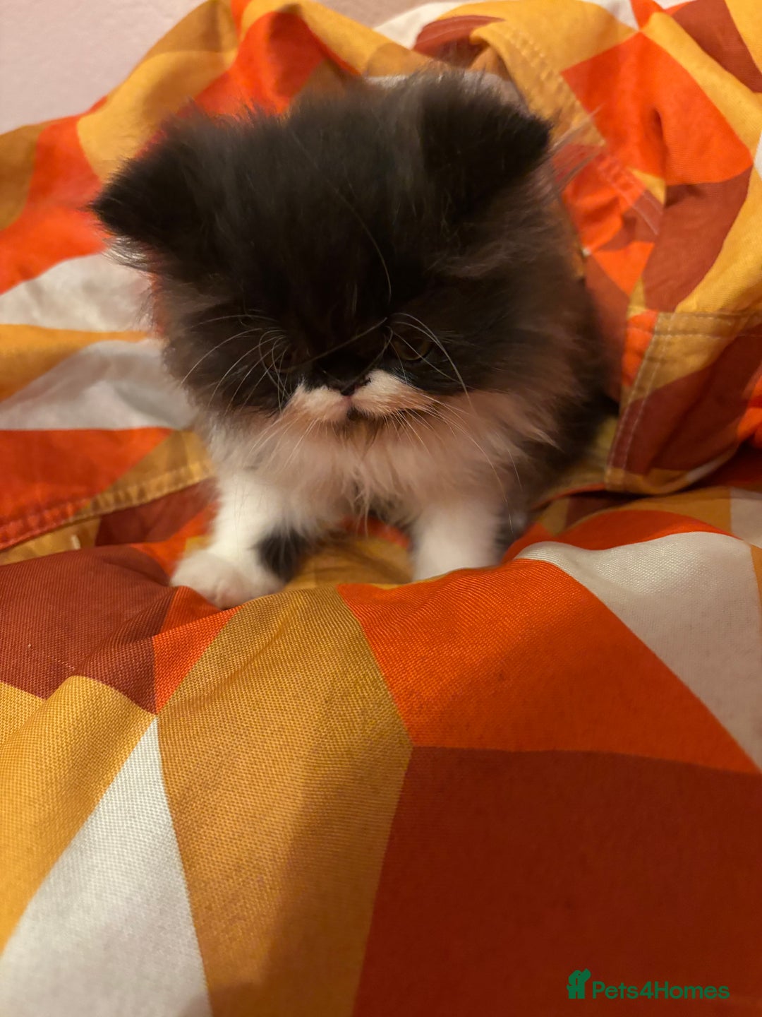 Persian cats for sale: Persian Male kitten  - Image 5