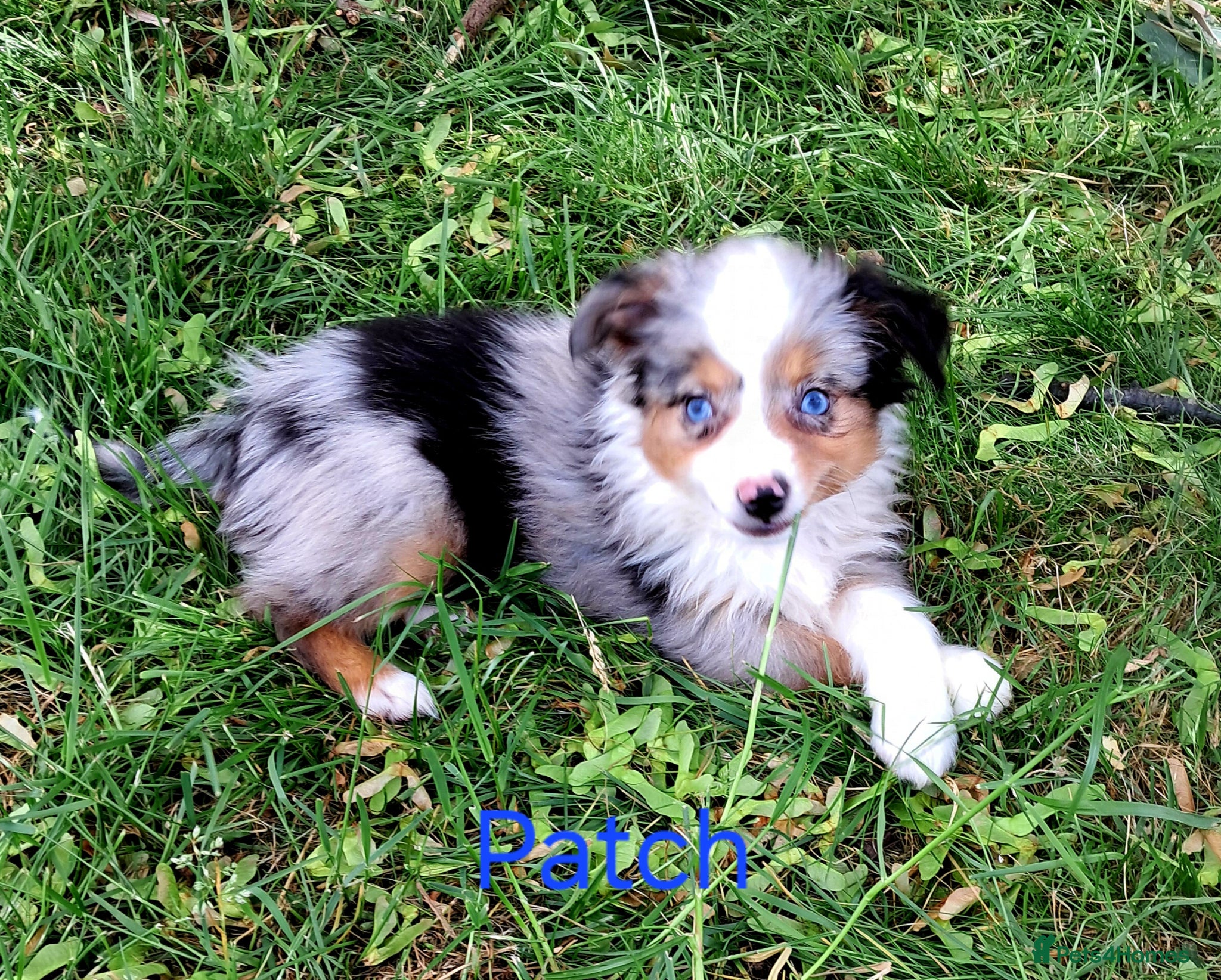 Miniature American Shepherd dogs Mini/Toy Australian Shepherd Pups Available now - Advert 2