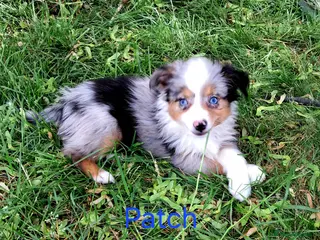 Miniature American Shepherd dogs Mini/Toy Australian Shepherd Pups Available now - Advert 1