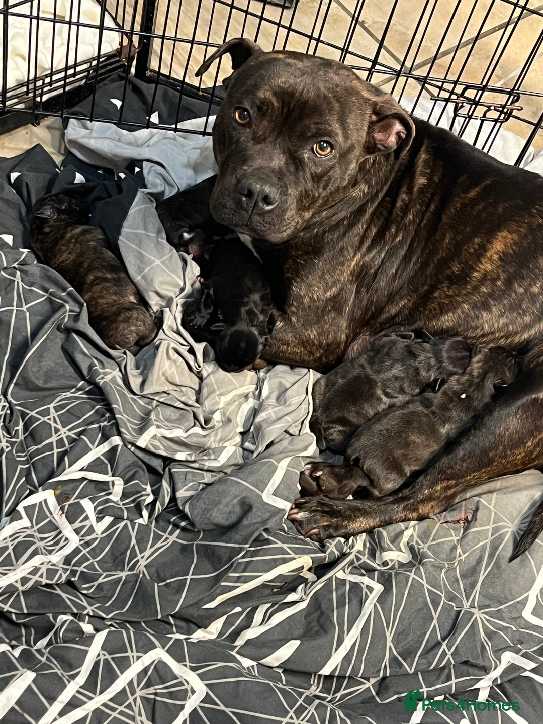 Mixed Breed dogs for sale: Staff x frenchie  - Advert 1