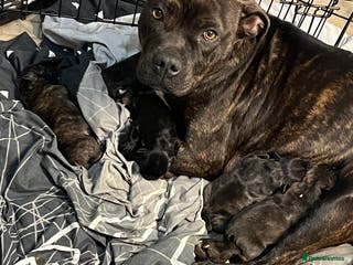 Mixed Breed dogs Staff x frenchie - Advert 1