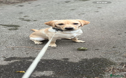 Labrador Retriever dogs for sale: 🐾Much-Loved Golden Labrador, 1 Year Old🐾 - Image 3