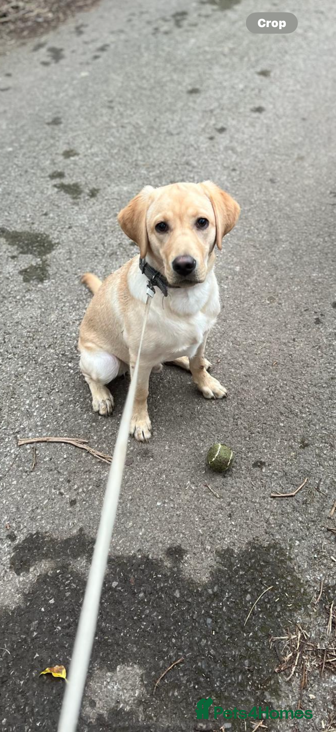 Labrador Retriever dogs for sale: 🐾Much-Loved Golden Labrador, 1 Year Old🐾 - Image 3